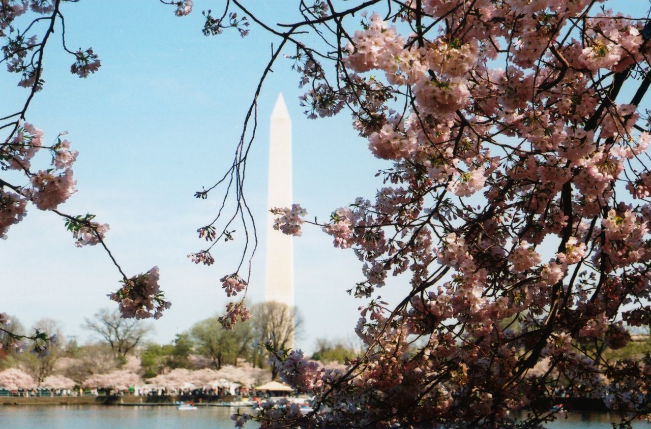 A and M DC walkabout cherry blossom 2